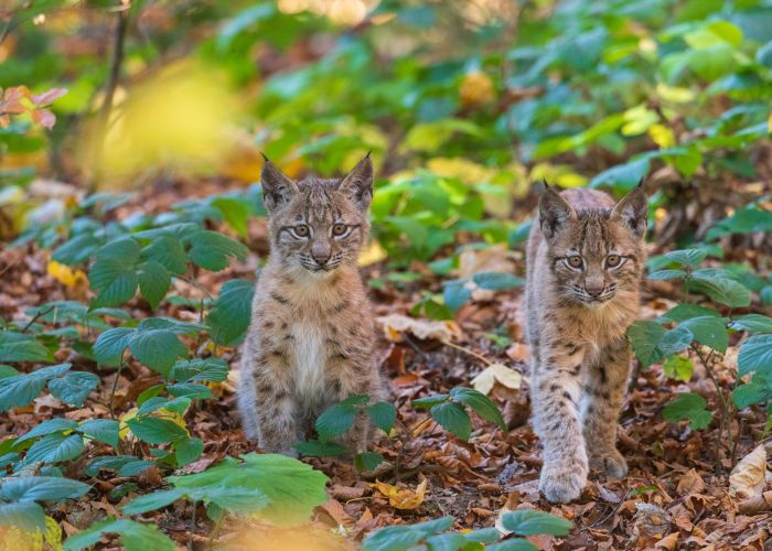 Nationalpark Kalkalpen Ranger Tour (halbtag) "Geheimnis Luchs" Nationalpark Kalkalpen Ranger Tour (halbtag) "Geheimnis Luchs"