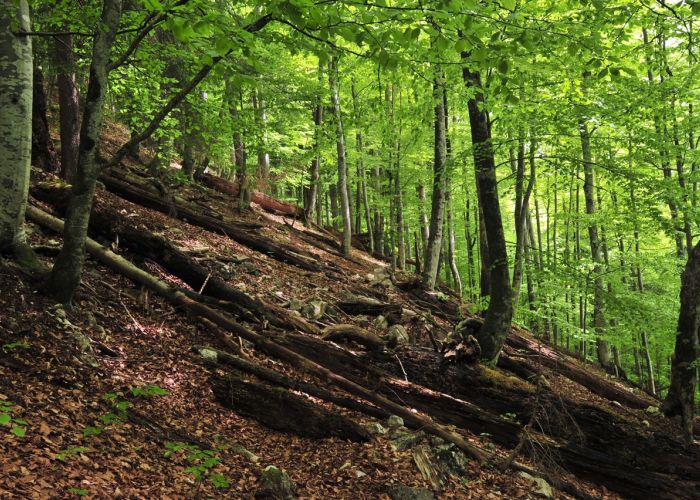 Nationalpark Kalkalpen Ranger Tour (ganztag) "Orientierung + Tierspuren" Nationalpark Kalkalpen Ranger Tour (ganztag) "Orientierung + Tierspuren"