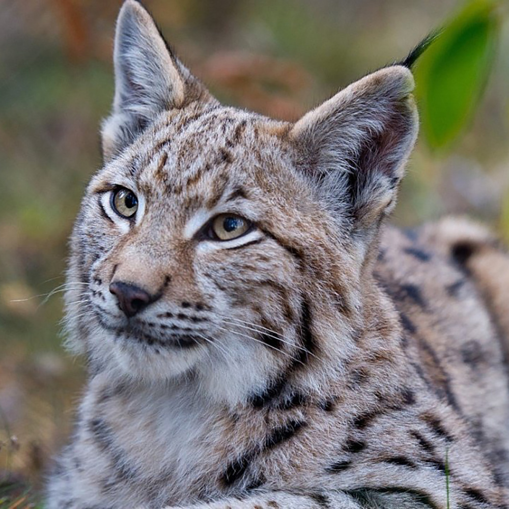 Nationalpark Kalkalpen Ranger Tour (halbtag) "Geheimnis Luchs"