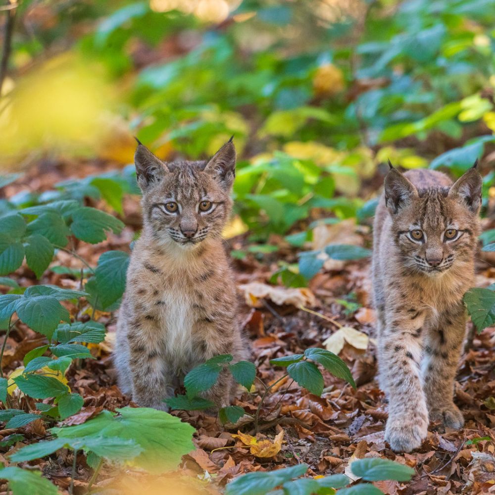 Nationalpark Kalkalpen Ranger Tour (halbtag) "Geheimnis Luchs"