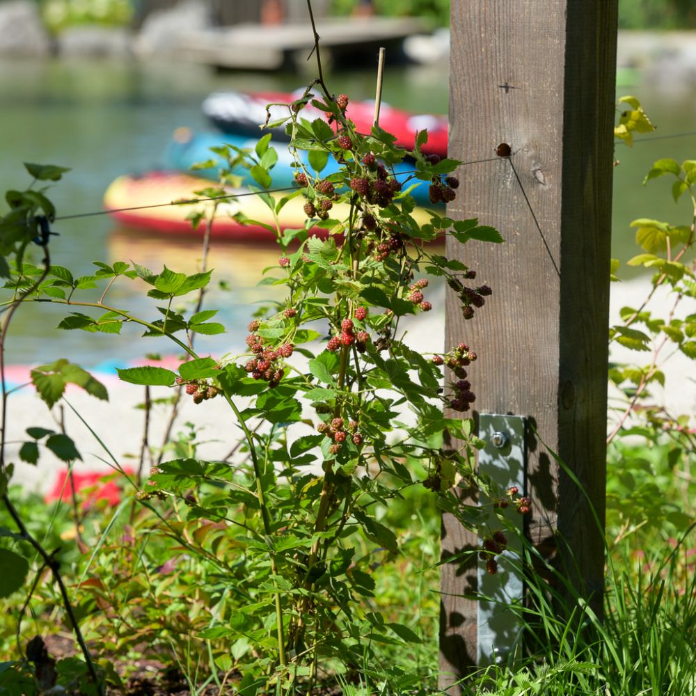 Neu gestalteter Garten